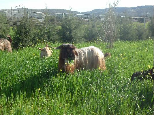 ΤΡΑΓΟΣ ΔΑΜΑΣΚΟΥ Μαστίφ